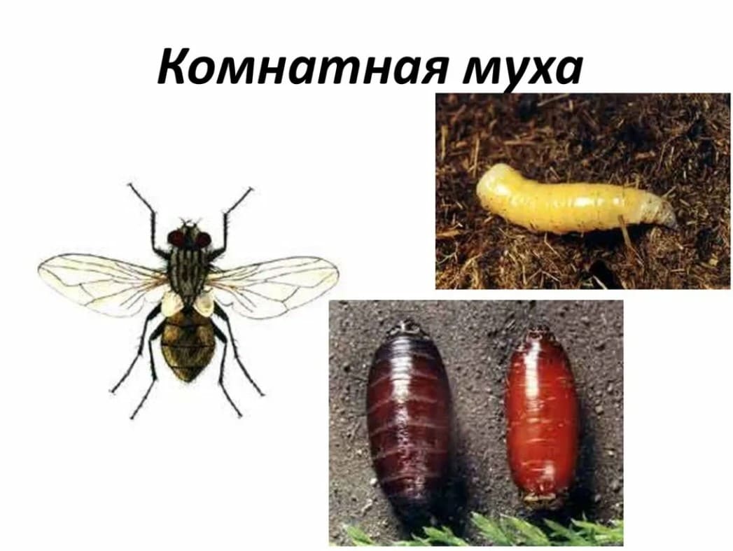 Комнатная Муха Фото